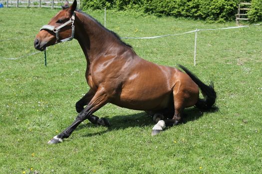 Horse rolling in field play