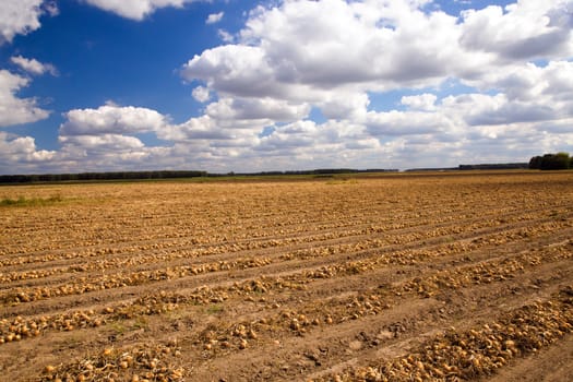 agricultural field where harvesting onions