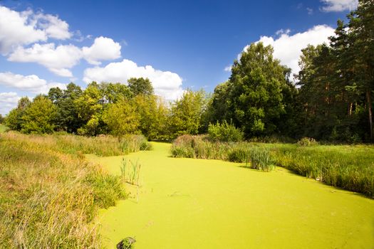 a small river in the summer. Belarus