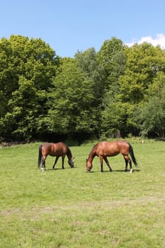Pair of horses in field grazing