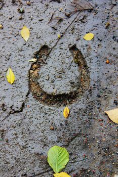 Horseshoe imprint in mud with leaves