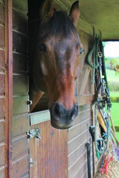 Horse in stable