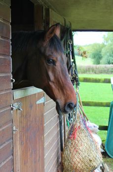 Horse in stable