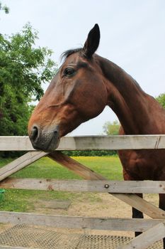 chestnut horse over a gate