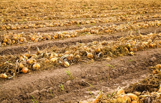 agricultural field where harvesting onions