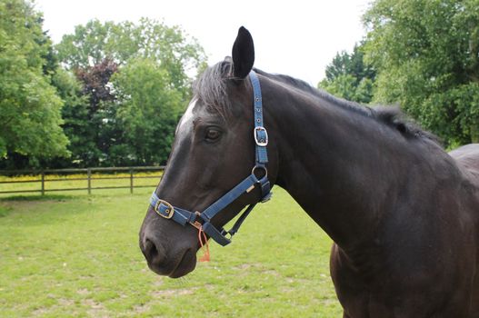 Black horse in field Portrait of beautiful black breed stallion in spring field