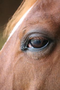 close up of a horses head eye with reflection of me and the yard on eye