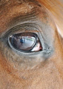 close up of a horses head eye with reflection of me and the yard on eye