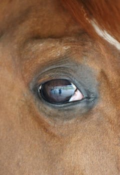 close up of a horses head eye with reflection of me and the yard on eye