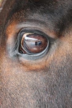 close up of a horses head eye with reflection of me and the yard on eye