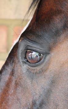 close up of a horses head eye with reflection of me and the yard on eye