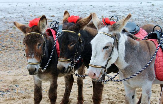 Seaside donkeys at the beach