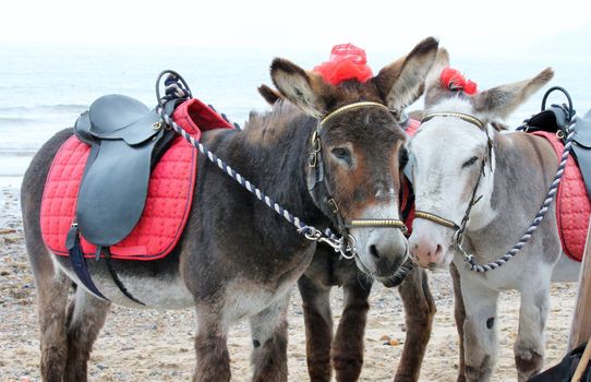 Seaside donkeys at the beach