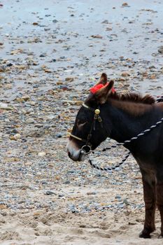 Seaside donkeys at the beach