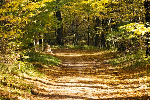   the foot road passing through park. autumn season
