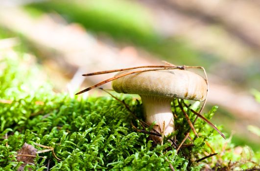 red mushroom that grows in the forest. autumn