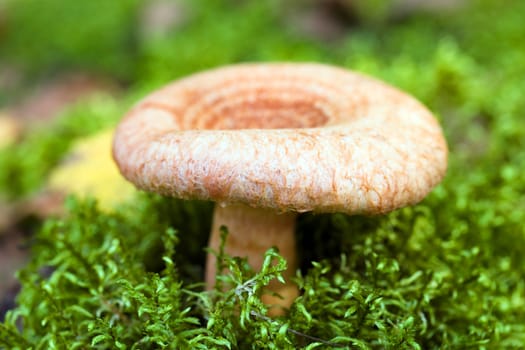 red mushroom that grows in the forest. autumn