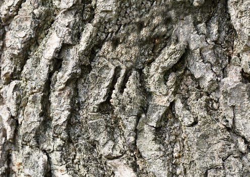 the bark of the tree, photographed in close-up