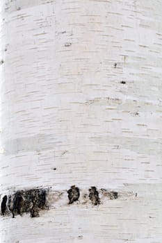 birch bark, photographed in close-up