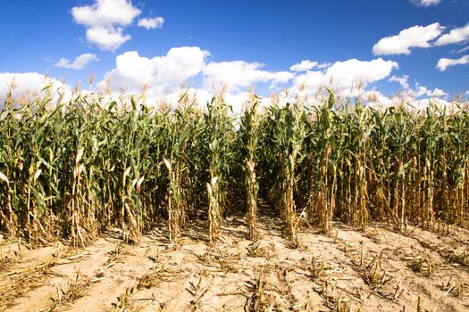 agricultural field where they grow corn
