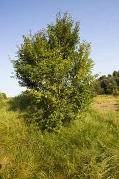 tree growing in a field in summer