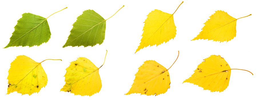 yellow sheets of birch, isolated on white background