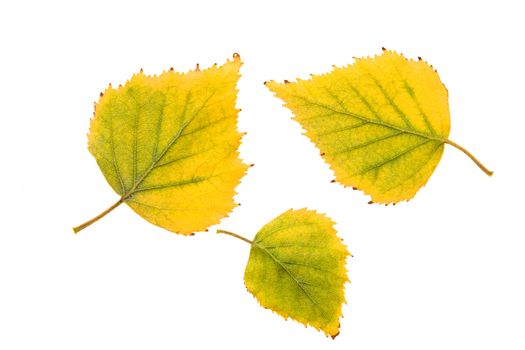 yellow sheets of birch, isolated on white background