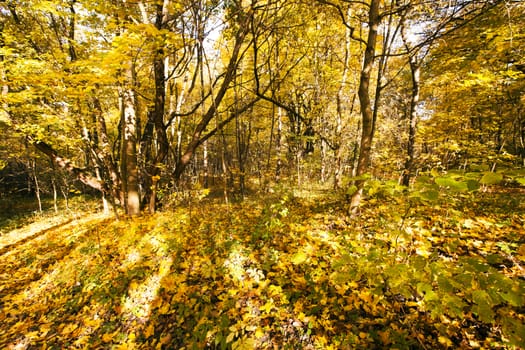  trees growing in the wood in an autumn season