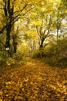   the walking road for people to an autumn season. the road through park
