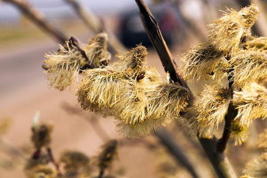   some flowers the willows photographed by a close up. spring