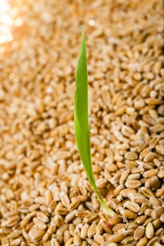  wheat grains with a sprout wheat being together
