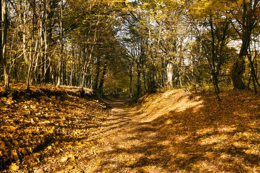  trees growing about the road to an autumn season