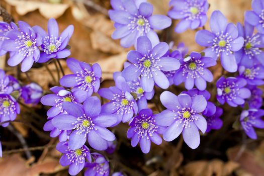 the first spring flowers, growing in the forest. Bluebell