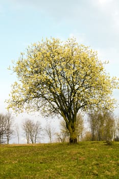 tree growing in a field in summer
