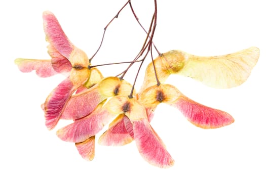 isolated on a white background Maple seed