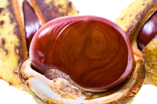 photographed closeup Brown chestnut