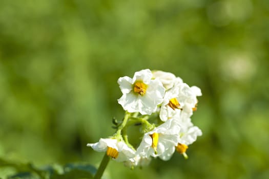   the white flower of potatoes photographed by a close up
