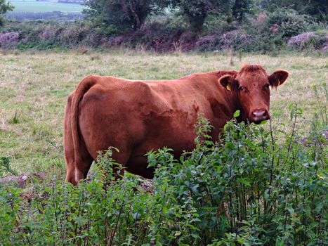 Cow is grazing on the meadow