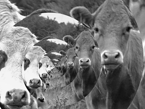 Two Cows in the spiral black and white