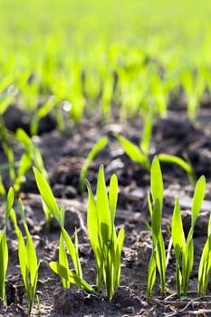   ranks of sprouts of recently grown green wheat. small depth of sharpness