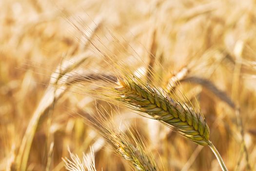 field, on which grow grain during harvest company