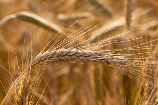   the photo of an ear of the mature wheat, made a close up