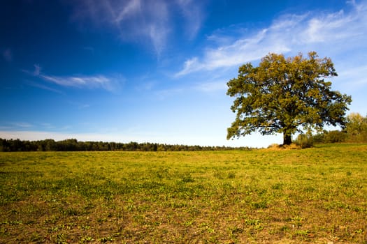 deciduous trees growing in the autumn of the year