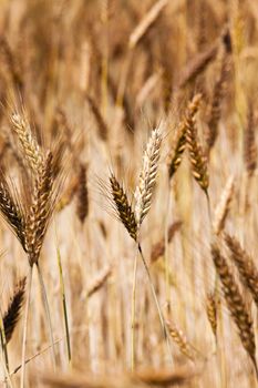   the photo of an ear of the mature wheat, made a close up