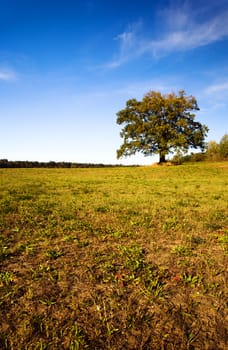  a tree growing in a field on which grow up a grass