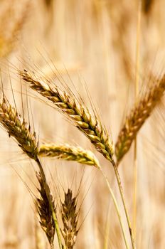 field, on which grow grain during harvest company