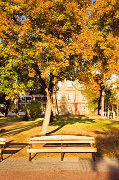 deciduous trees growing in the autumn of the year