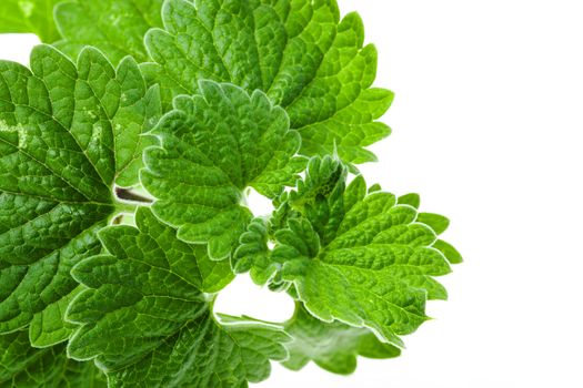 Green Mint photographed on a white background