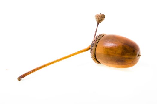 photographed  close up Walnut oak. Acorn