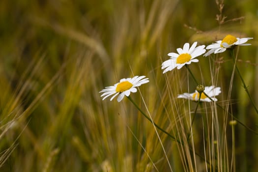  the wild white daisies growing in a field. small depth of sharpness